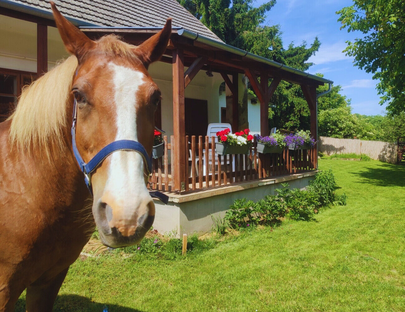 Minor Major Vendégház Somogyacsa