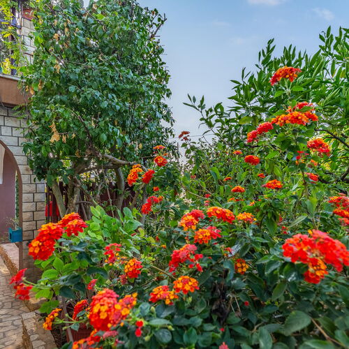 Apartman Premantura - CIA261  3