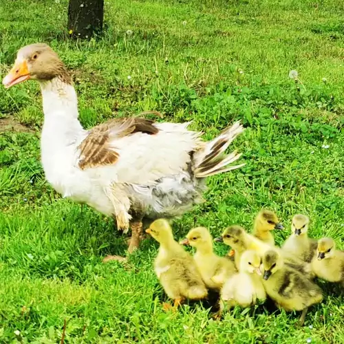 Őrség Kincse Vendégház Hegyhátszentjaka 004 kép