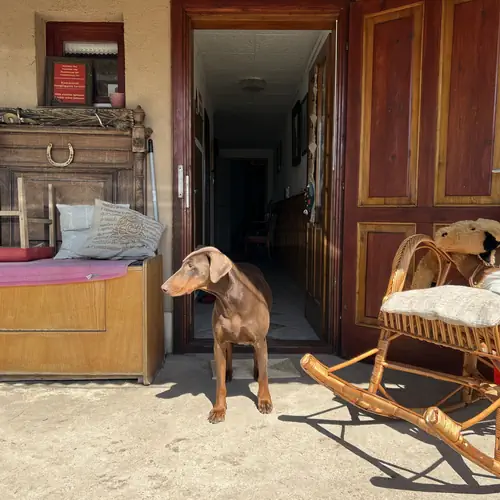 &Aacute;llatbar&aacute;tok vagyunk ️