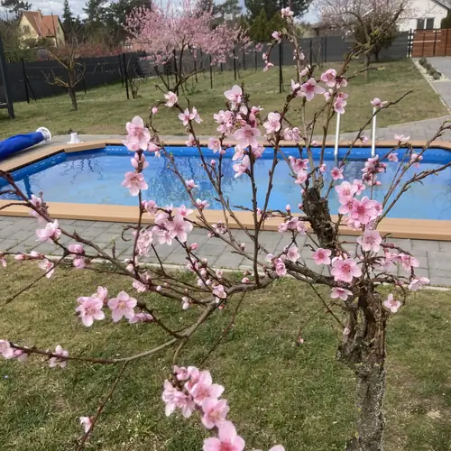 kert / Garten / garden