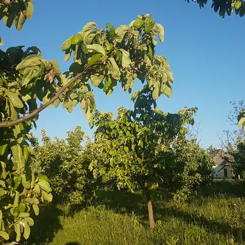 Gyümölcsös Vendégház Poroszló Tisza-tó 010 kép