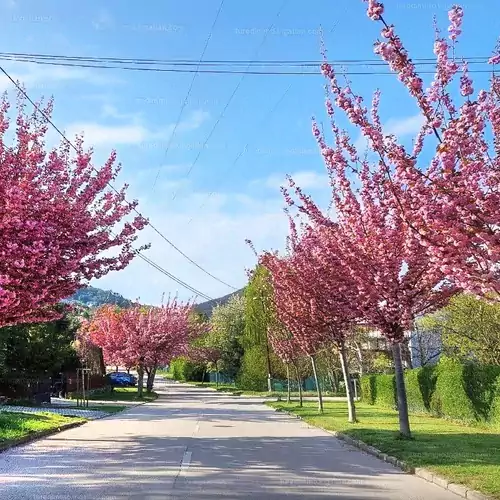 Silver Pelso Apartman Balatonfüred 013 kép