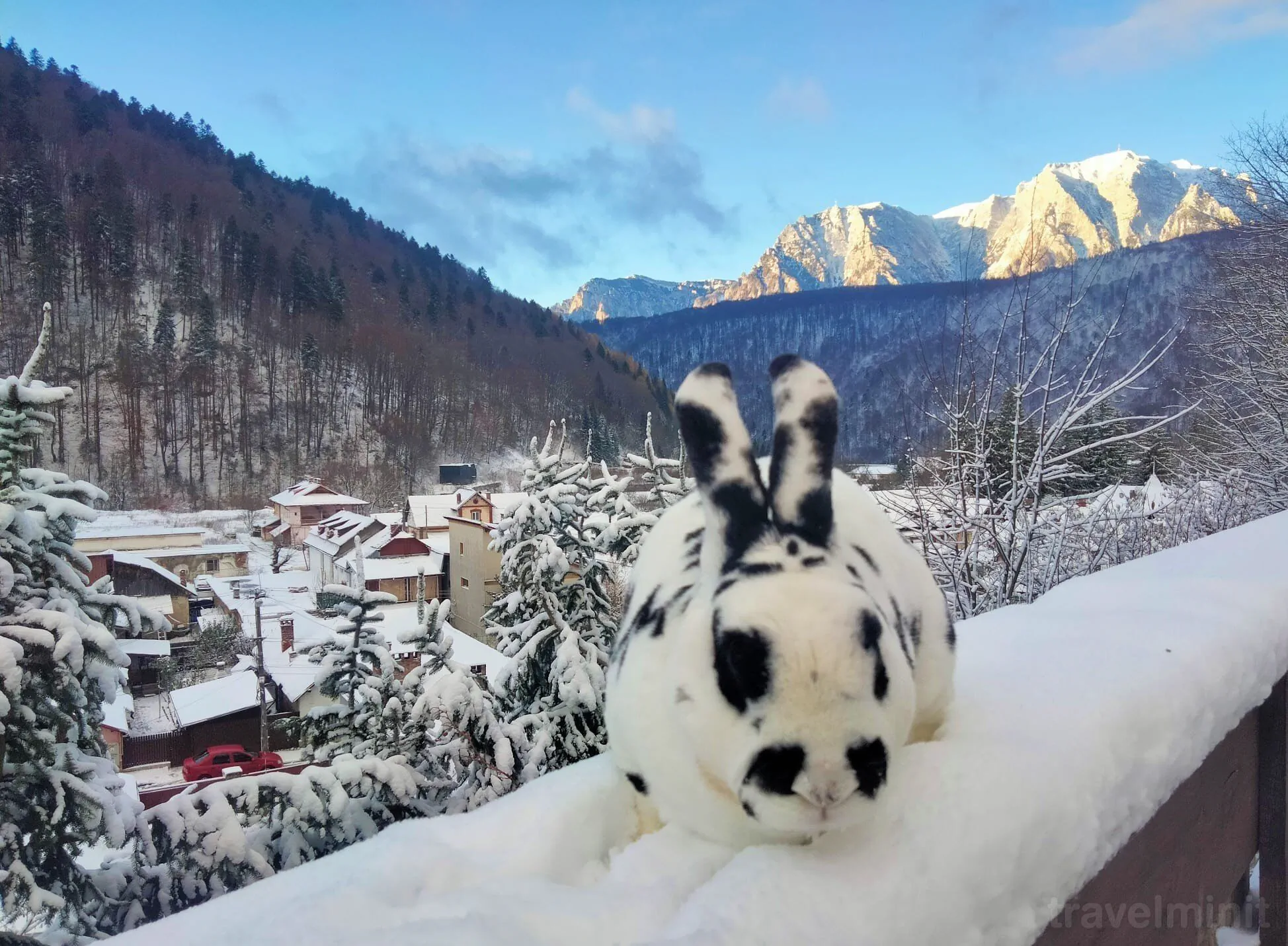 Casa de oaspeți Doi Iepuri Azuga