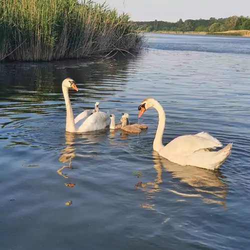 Tisza-tavi Kiserdő Vendégház Tiszaderz 014 kép