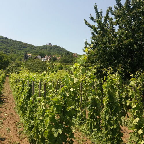 Kilátás