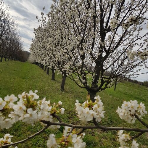 Cseresznyésház-Csendesház Szenna