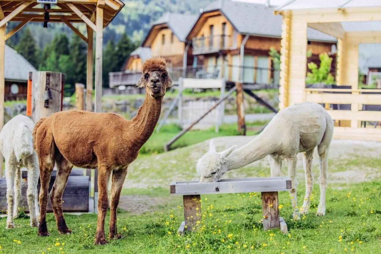 Alpenchalet Alpakablick Sankt Georgen am Kreischberg