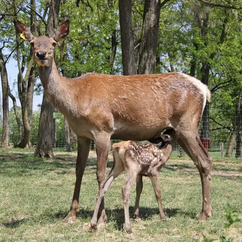 Zselicvad Vendégház Bőszénfa 011 kép