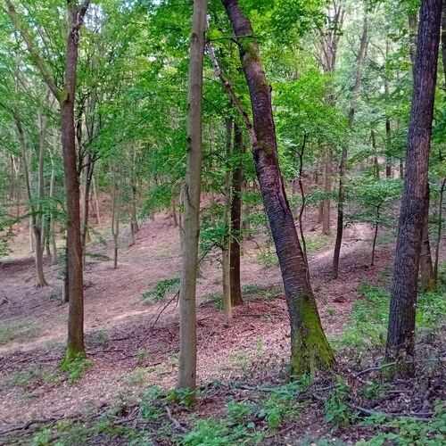 Ha őket csak élni,
maguktól nőni hagyod,
az már önmagában
a legnagyszerűbb dolog.