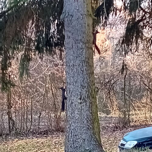 A mókusok akiket nem zavarunk ....