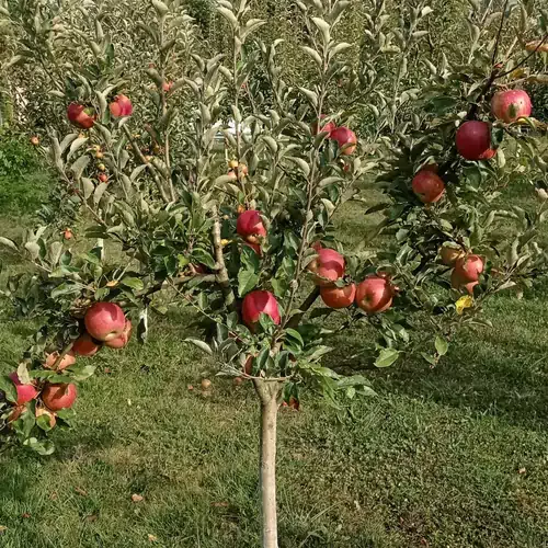 Nyugalom Vendégház Felsőszentmárton 020 kép
