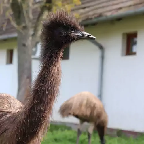 Storchennest Birtok Mesztegnyő 003 kép
