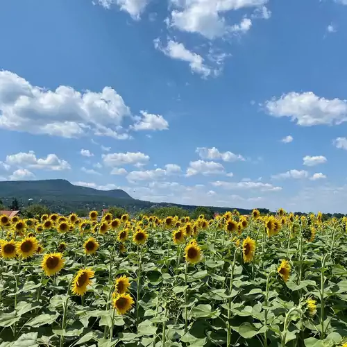 Insel Vendégház Pócsmegyer 032 kép