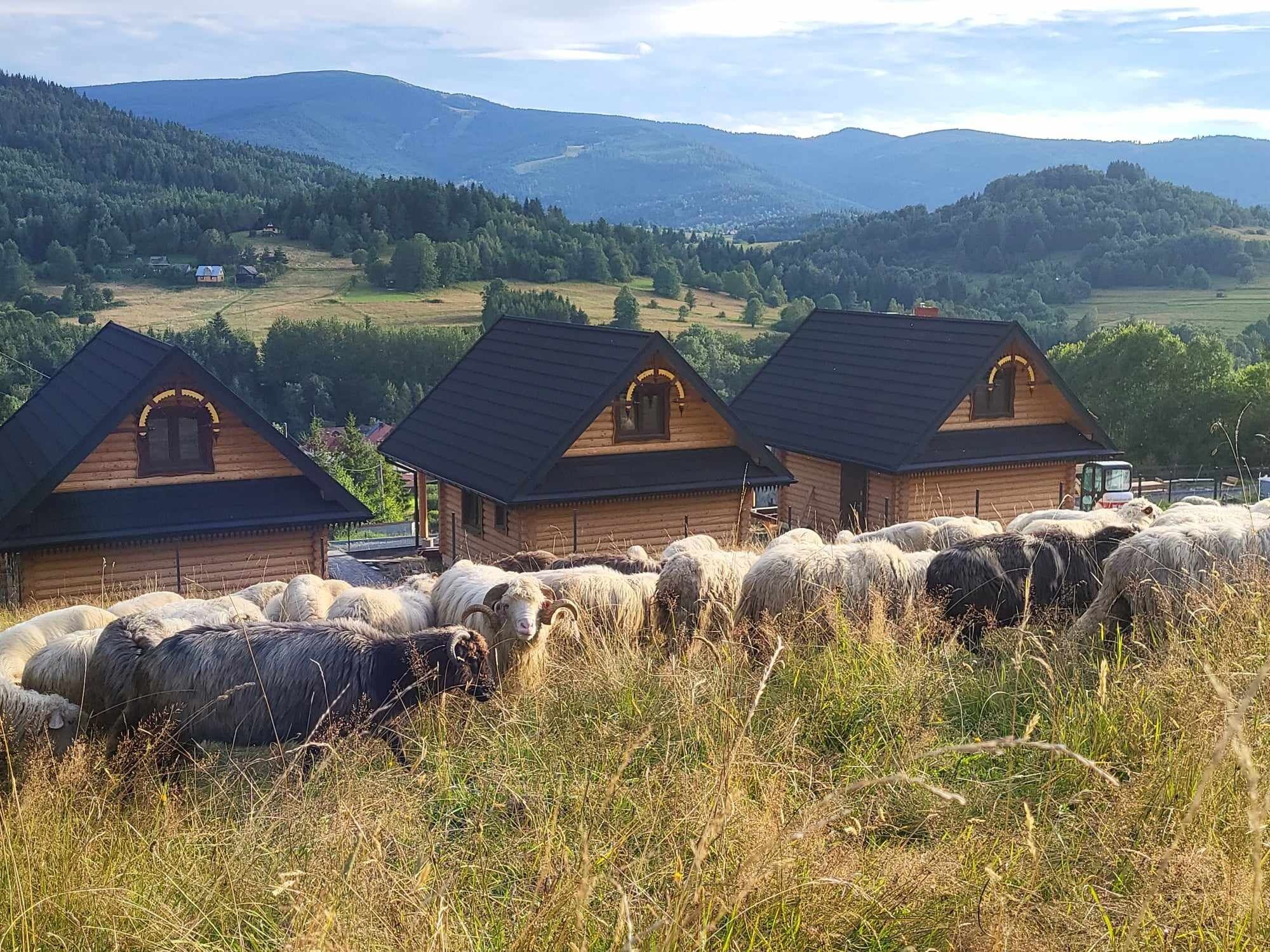 Chaty pod Pilskiem Krzyżówki
