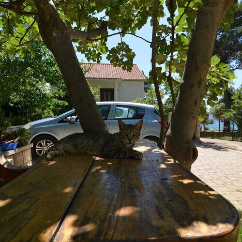 Apartments Baradić Petrcane  3