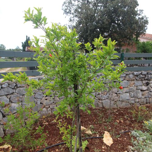 Nyaralóház Parkolóhellyel Rudina, Hvar - 18333 Rudina  3