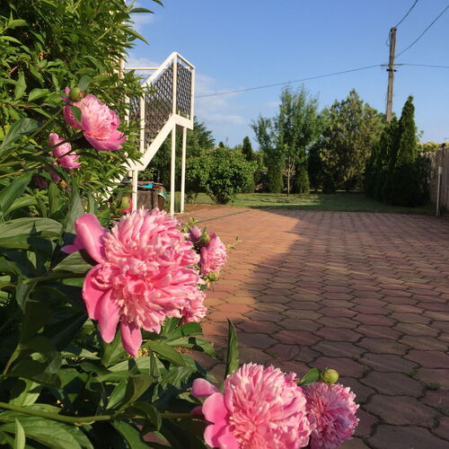 Family Apartments - Garden Csopak  4
