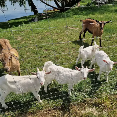 Vízivilág Vendégház és Halastó Nagyvázsony 019 kép