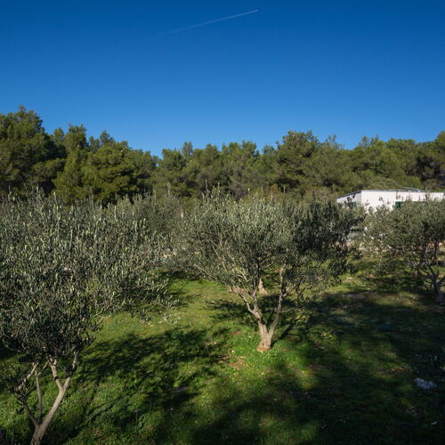 House Olive Eden Milna  4