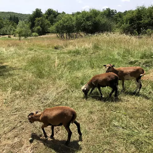 Kékcinke Vendégház az Őrségben Kercaszomor 018 kép