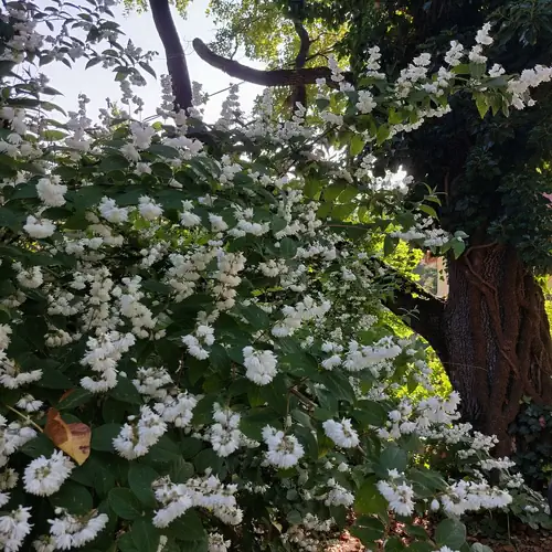 Ranunculus Vendégház Mátraszentimre 048 kép