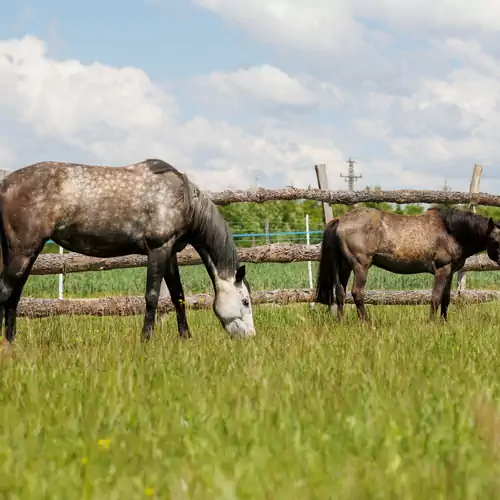 Tulipános Kuckó az Őrségben Viszák 017 kép