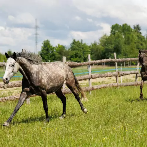 Tulipános Kuckó az Őrségben Viszák 018 kép