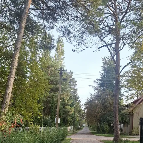 Csendes utca fenyőkkel