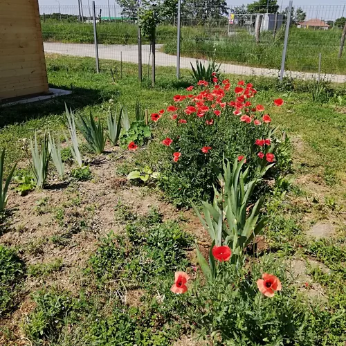 Vir&aacute;gom vir&aacute;gom