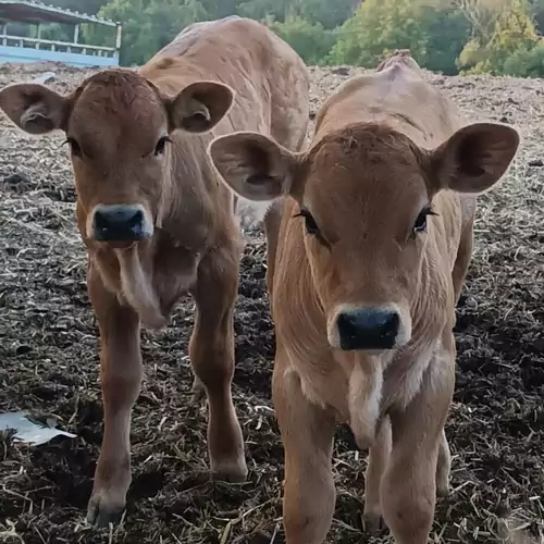 Neptun Porta és Vendégház Berkesd 015 kép