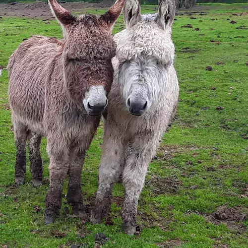 Neptun Porta és Vendégház Berkesd 016 kép