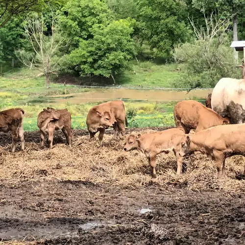 Neptun Porta és Vendégház Berkesd 017 kép