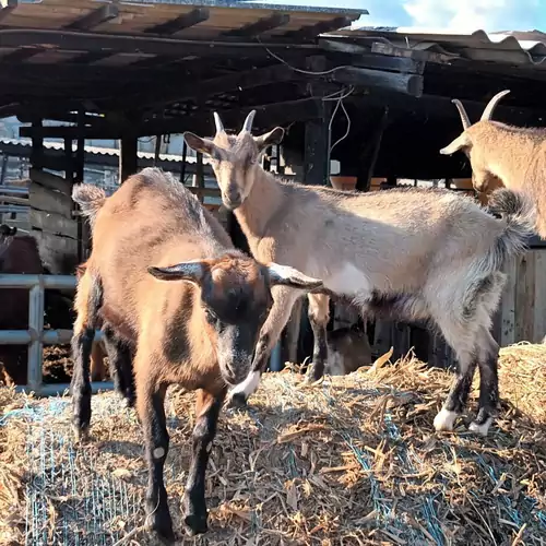 Neptun Porta és Vendégház Berkesd 018 kép