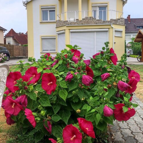 Villa Vanília Keszthely