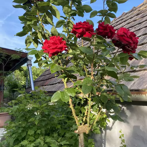 Erika Apartman Öreghegy 015 kép
