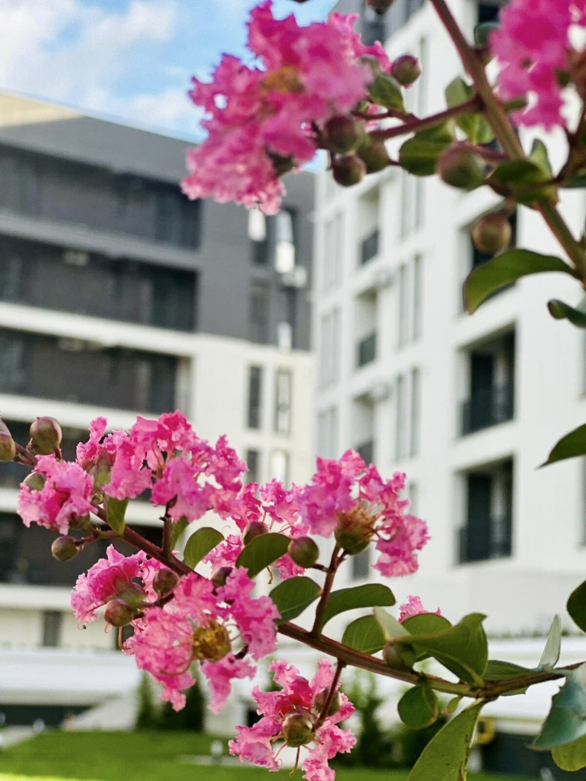 Modern Apartment in Timișoara
