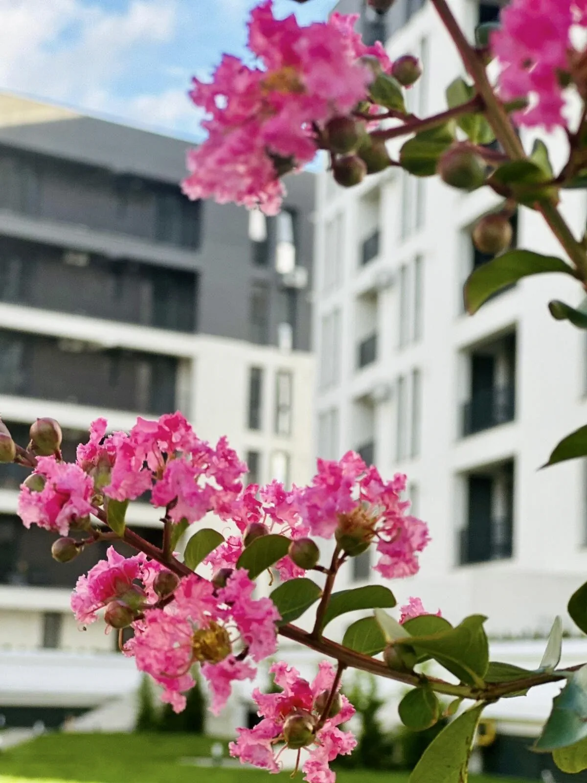Modern Apartment in Timișoara