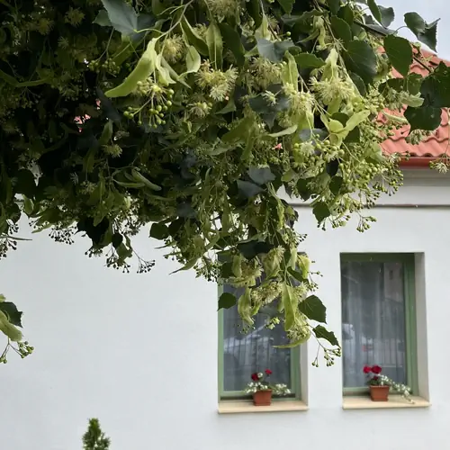 Fenyőudvar Vend&eacute;gh&aacute;z Mocsa