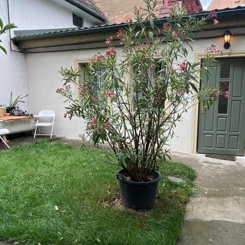 Urban Oasis Guesthouse Târgu Mureș