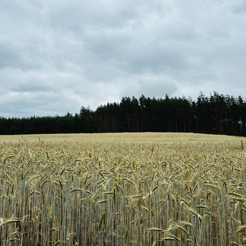 Nic tak nie nastraja do życia jak obserwowanie żyznej ziemii wokół domków.