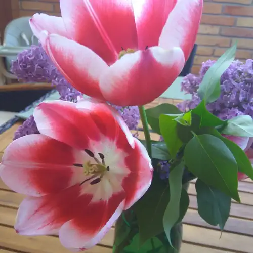 Maya Apartman Szeged 016 kép