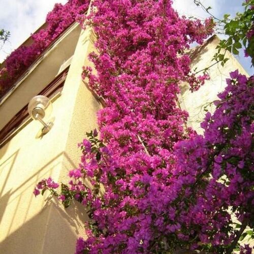 Apartments Bor Makarska  3