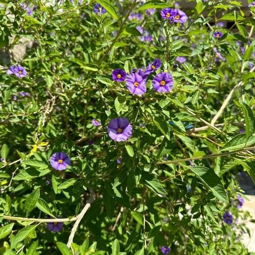 Apartmanok Parkolóhellyel Crikvenica - 23167  3