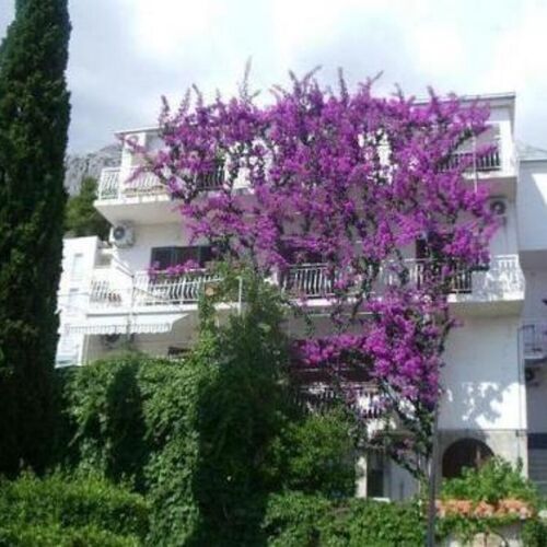 Apartments Josip II Baska Voda