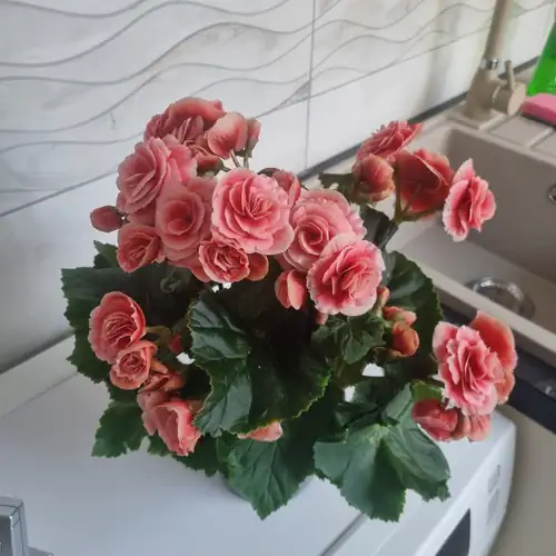 Muskátli Lux Apartman Hajdúszoboszló 002 kép