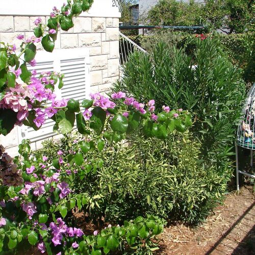 Apartment Slavica Supetar  4