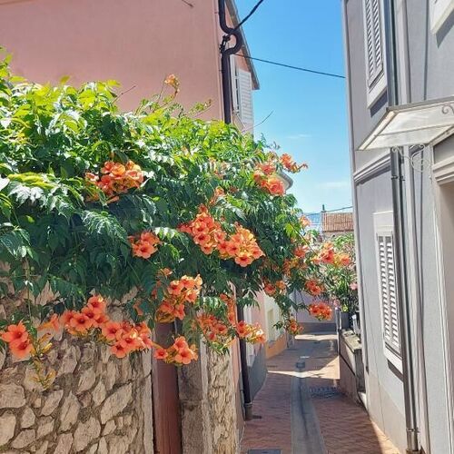 Apartments Izabela Crikvenica II  3