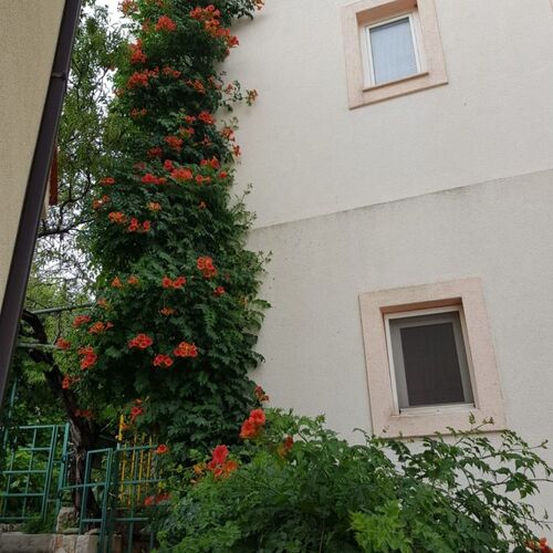 Apartments Vrtina Igrane  4