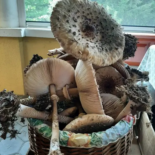 Fenyvestelek Vendégház Őrimagyarósd 018 kép